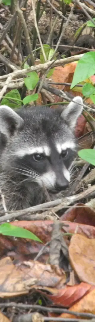 Waschbär im Cahuita-Nationalpark